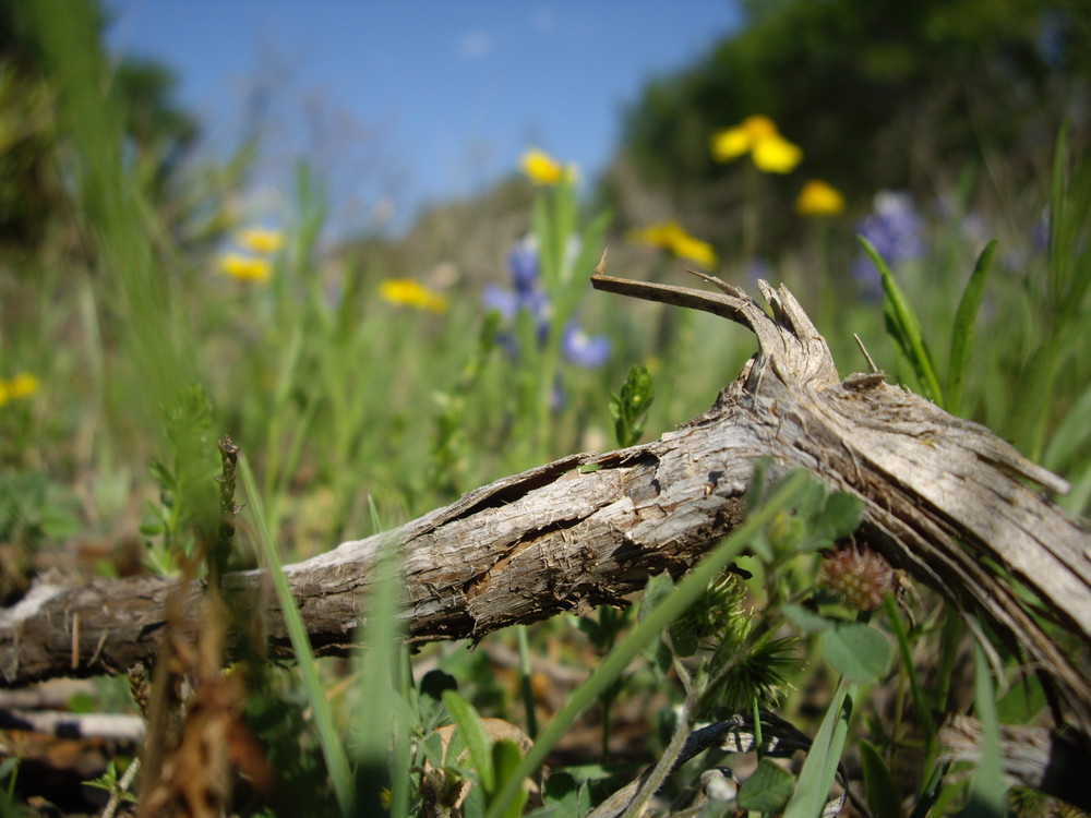 Stock im Gras