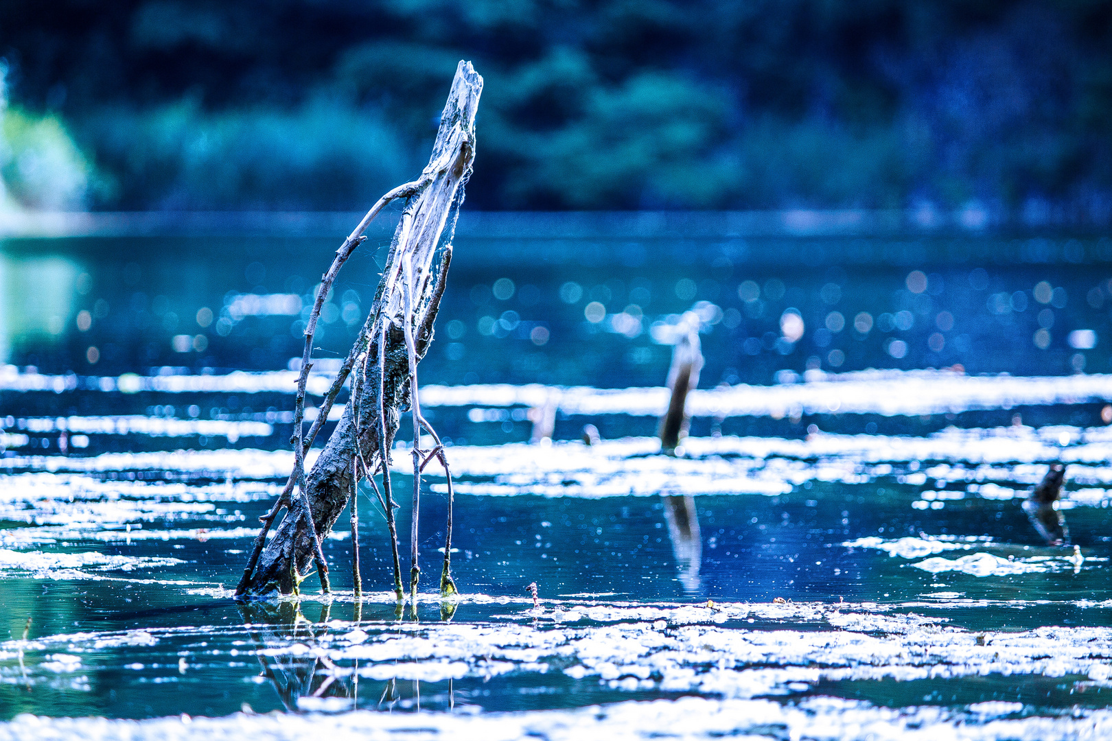 Stock im wasser