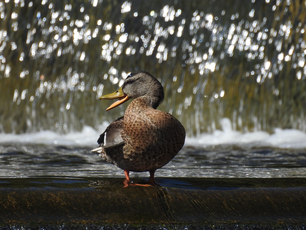 Stockente