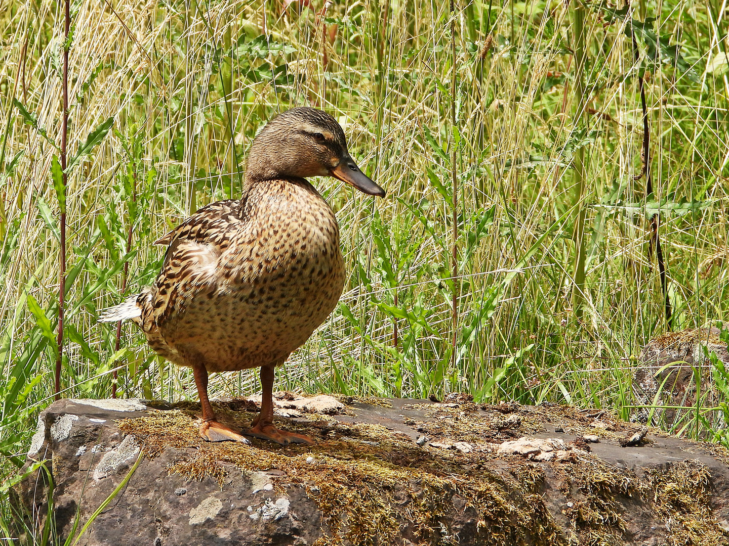 Stockente (03.07.2023)