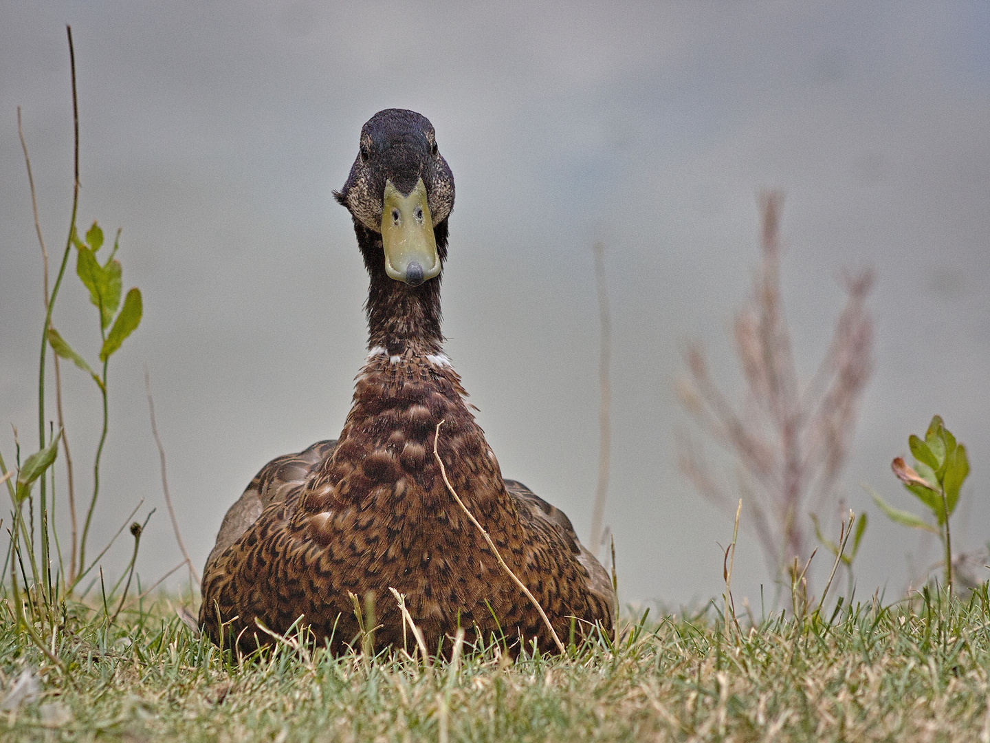 Stockente