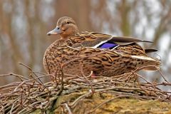 Stockente