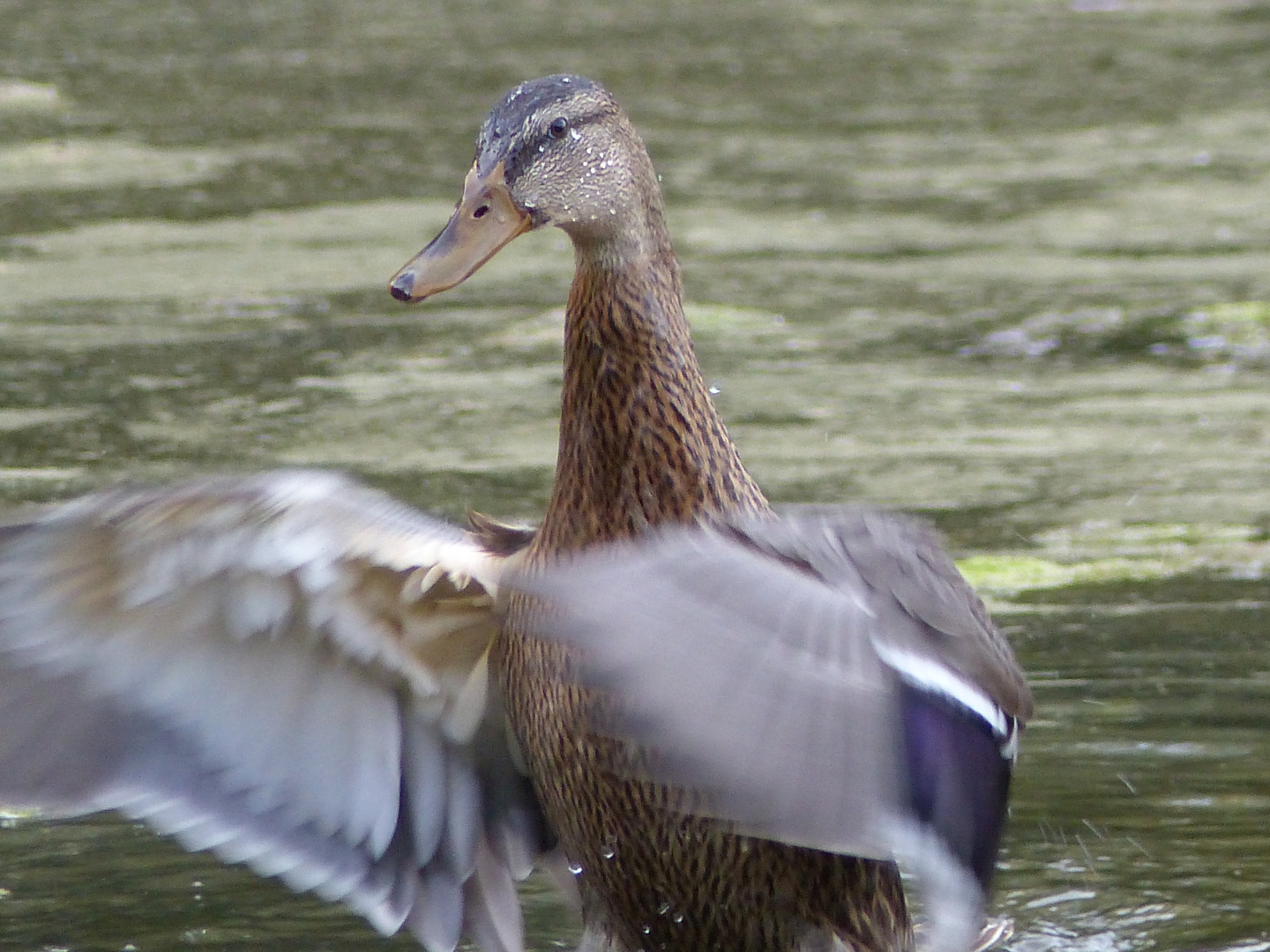 Stockente