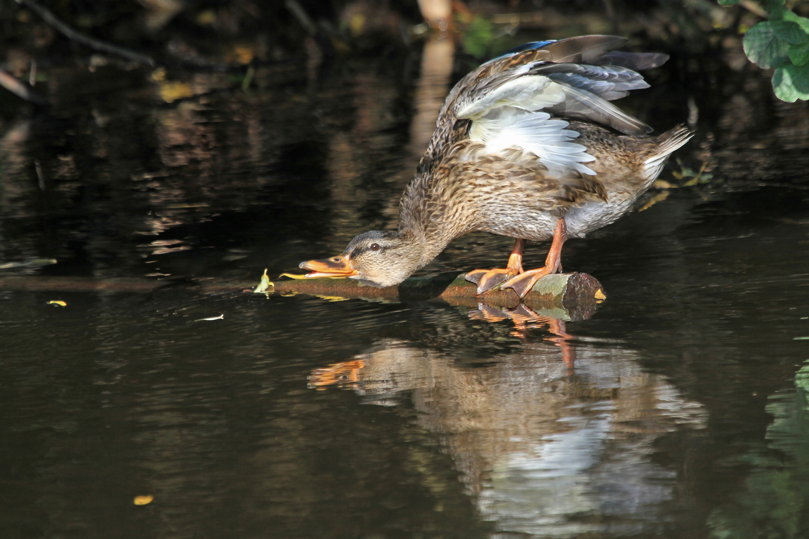 Stockente