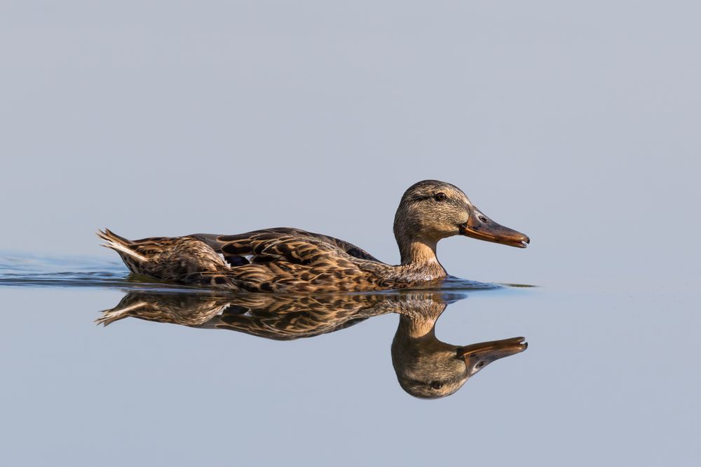 Stockente