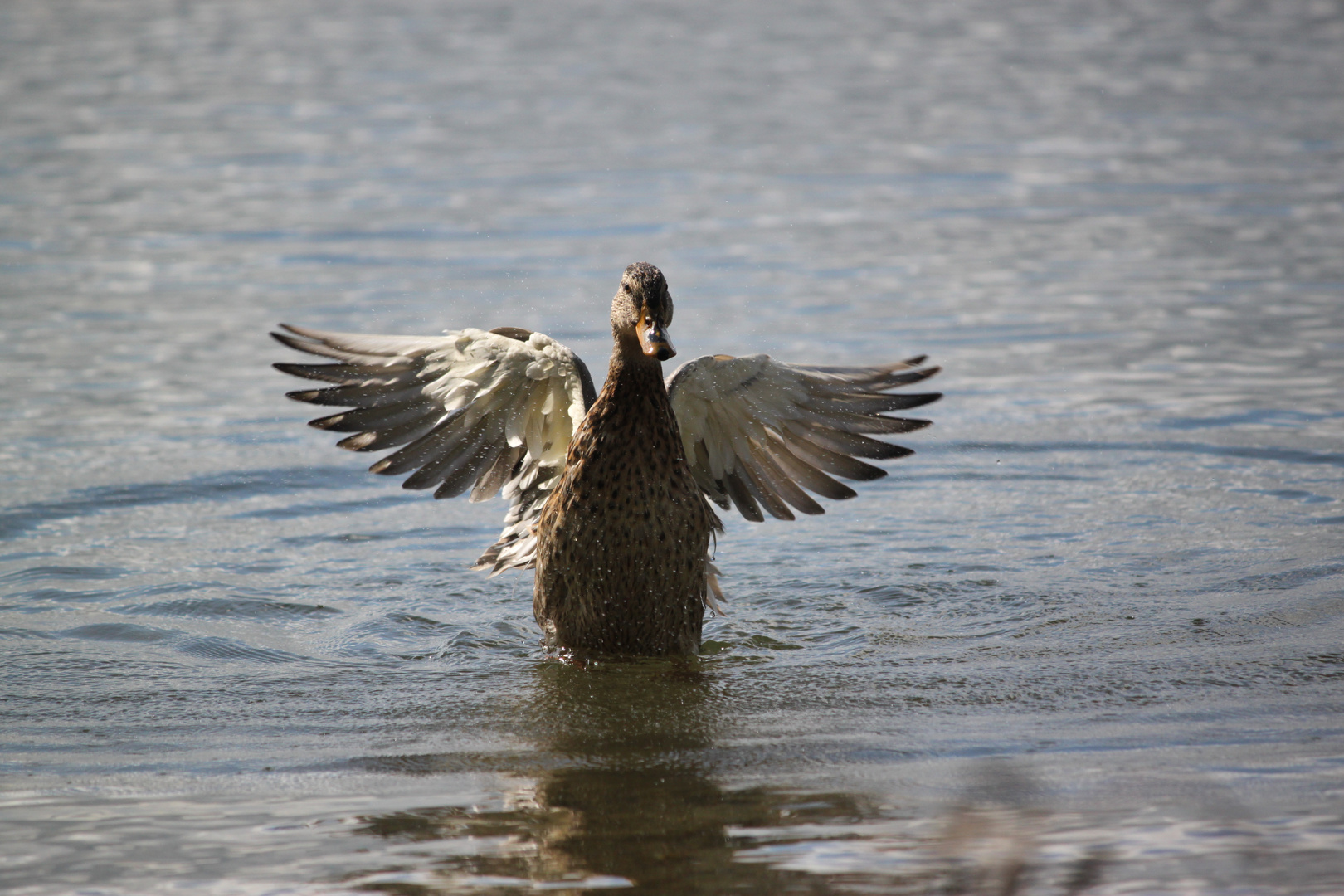 Stockente