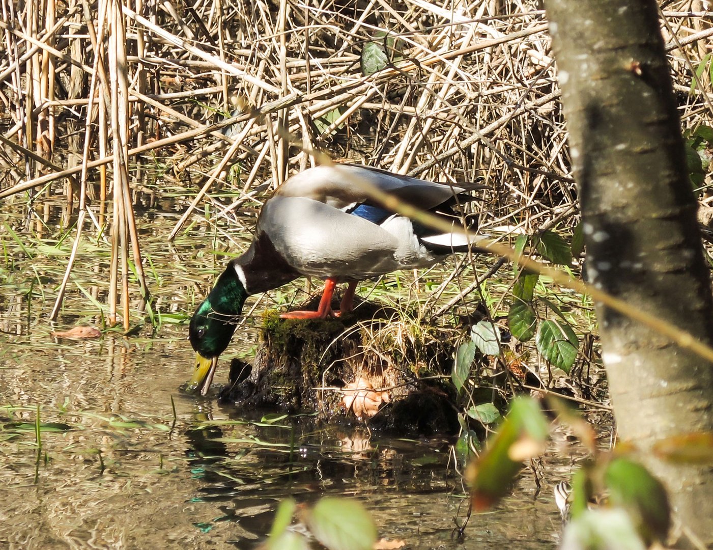 Stockente