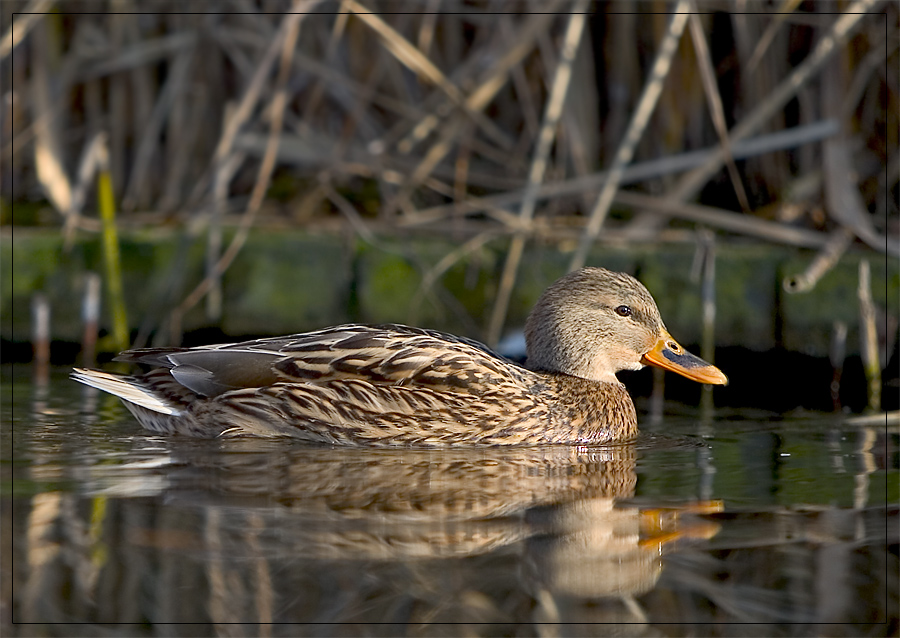 Stockente#