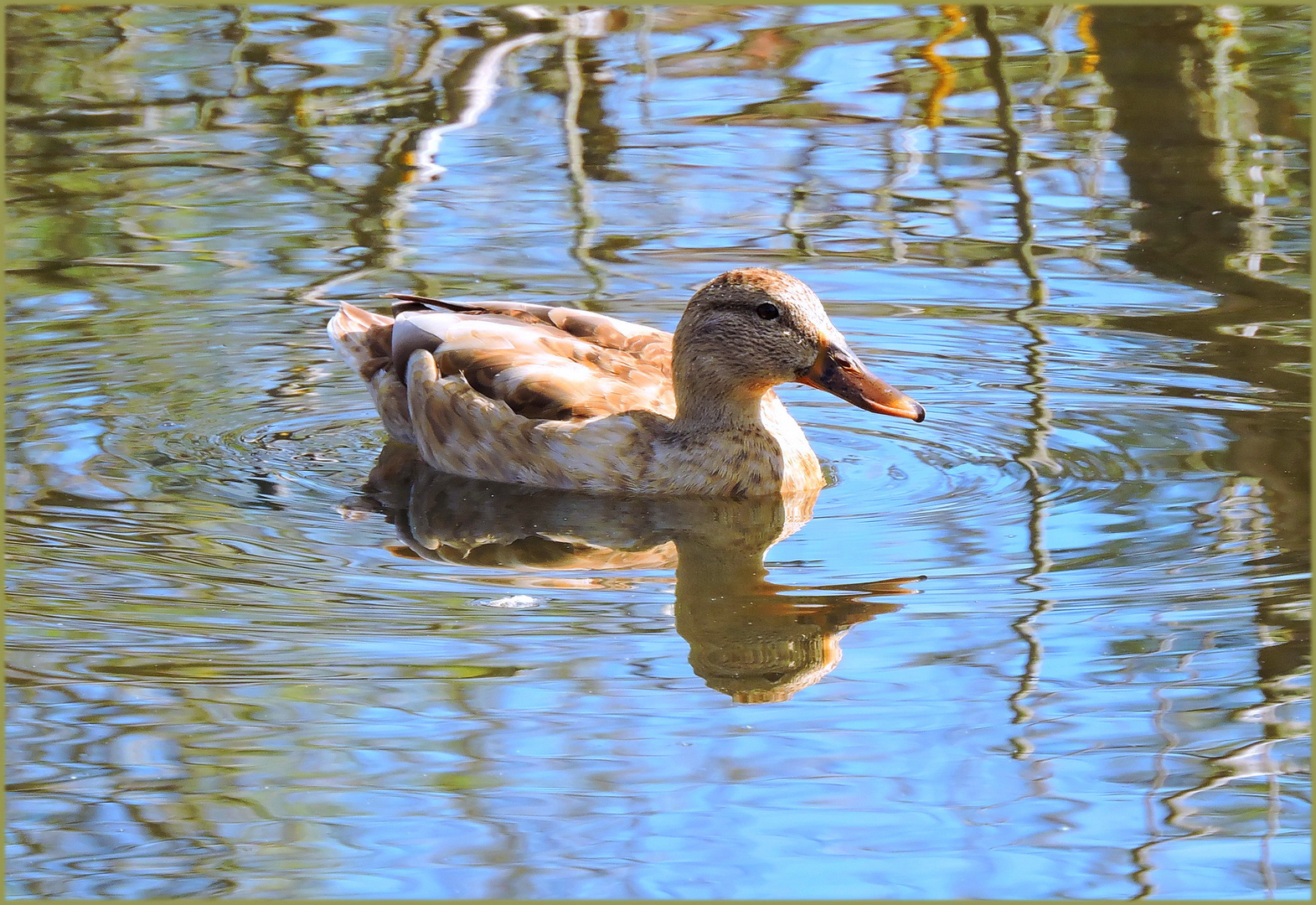  Stockente