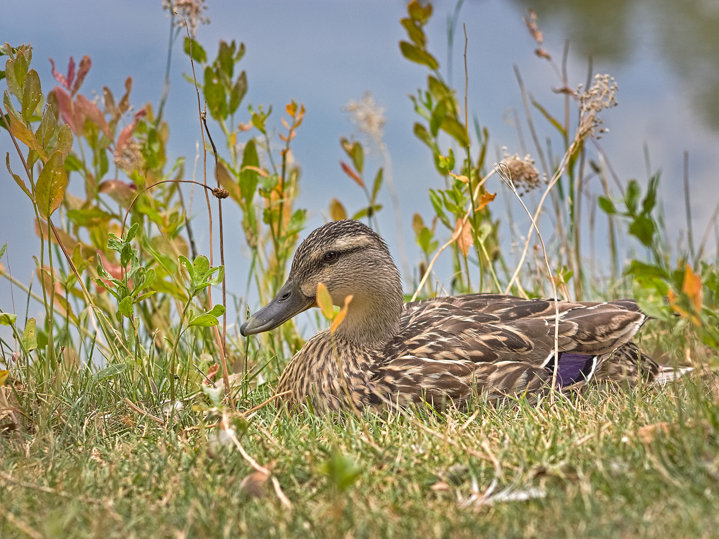 Stockente