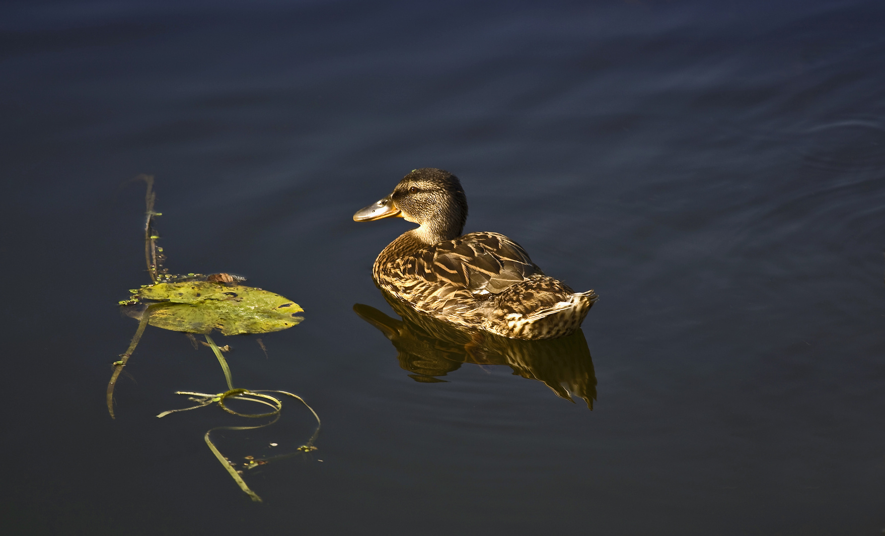 Stockente