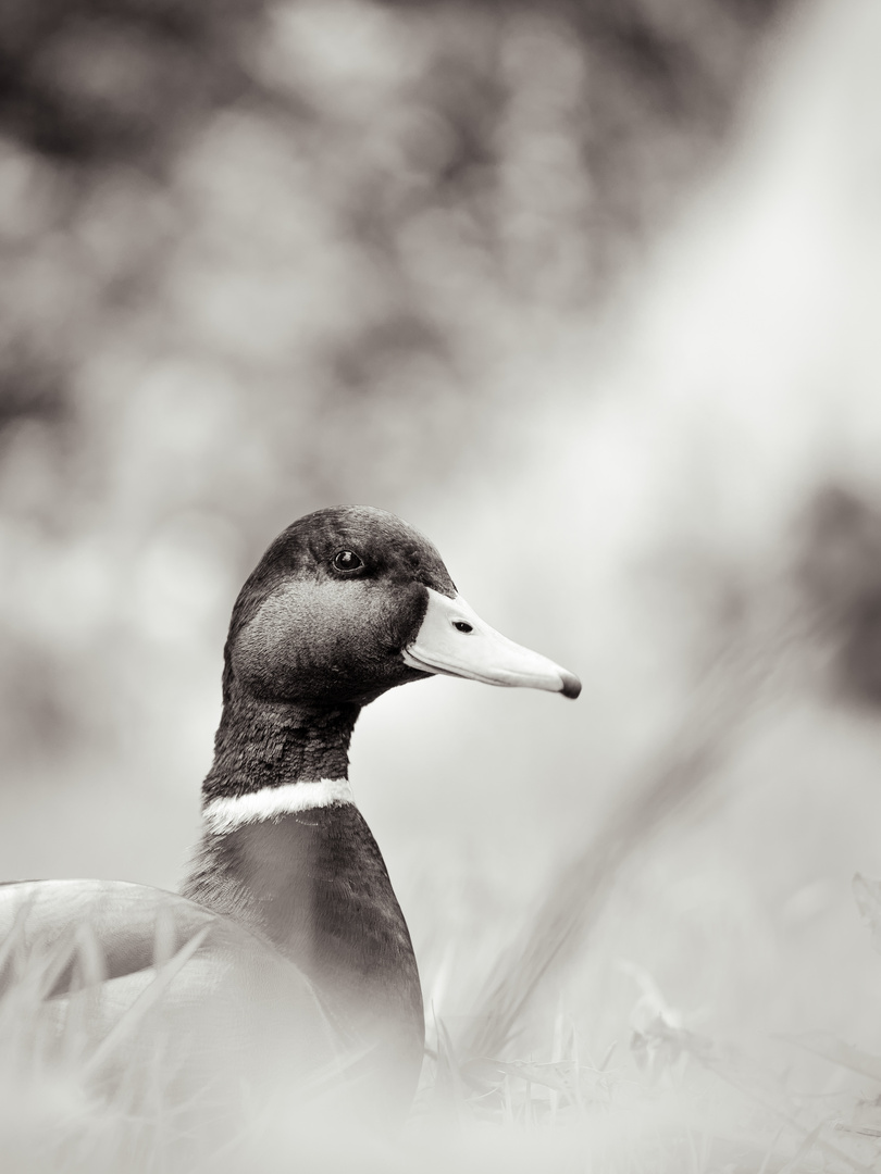 Stockente