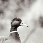 Stockente