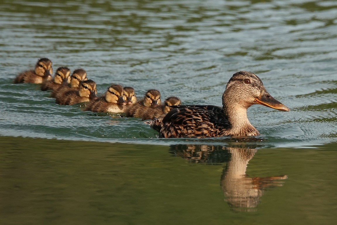 Stockente