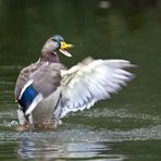 Stockente 7/10 - Schöne Weihnachten Euch allen :-)