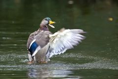 Stockente 7/10 - Schöne Weihnachten Euch allen :-)