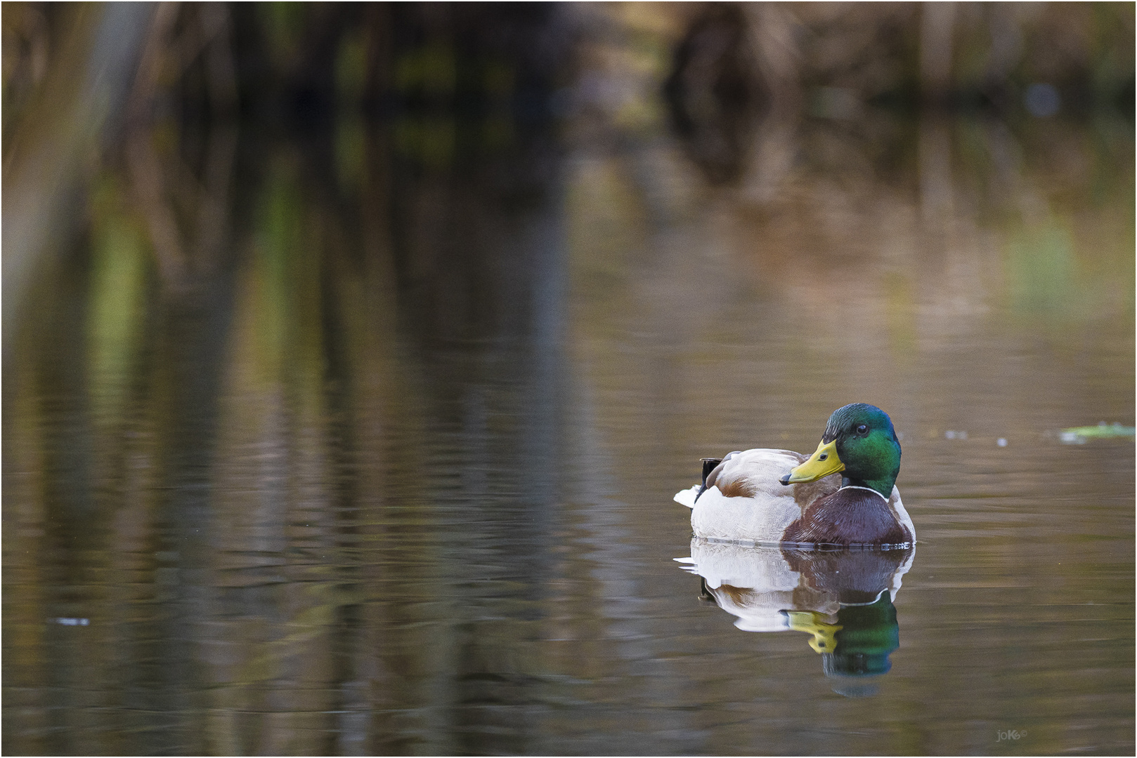 Stockente