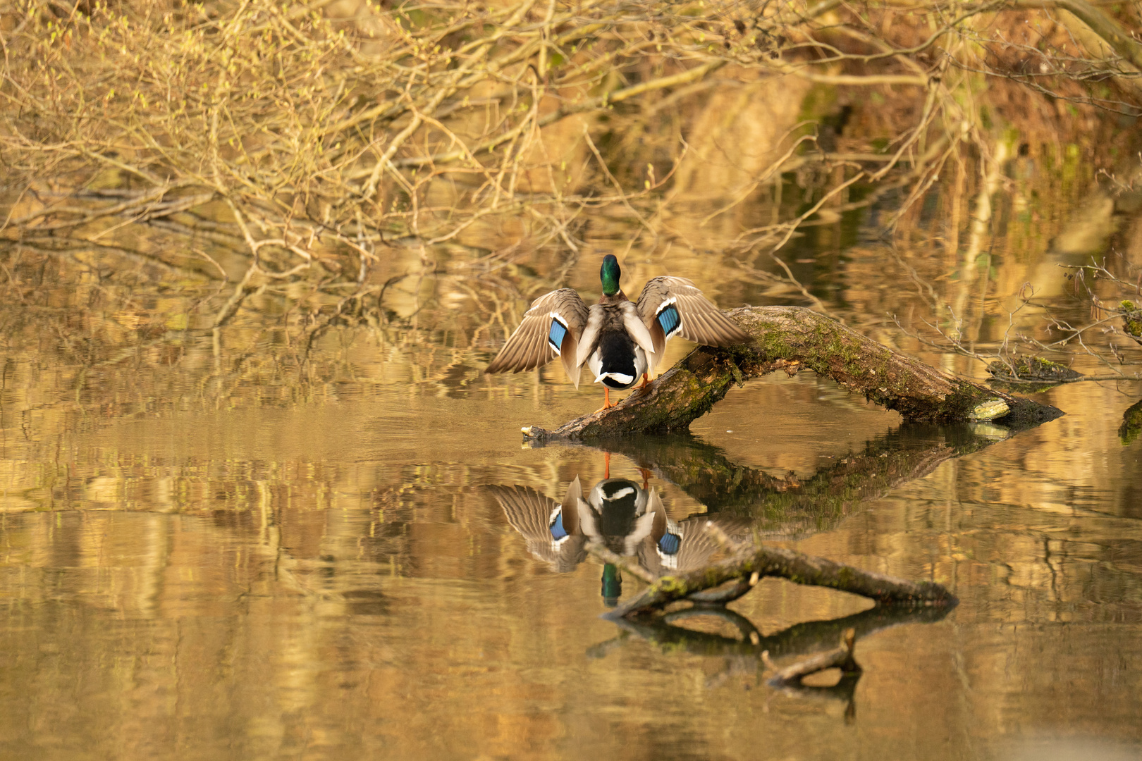 Stockente