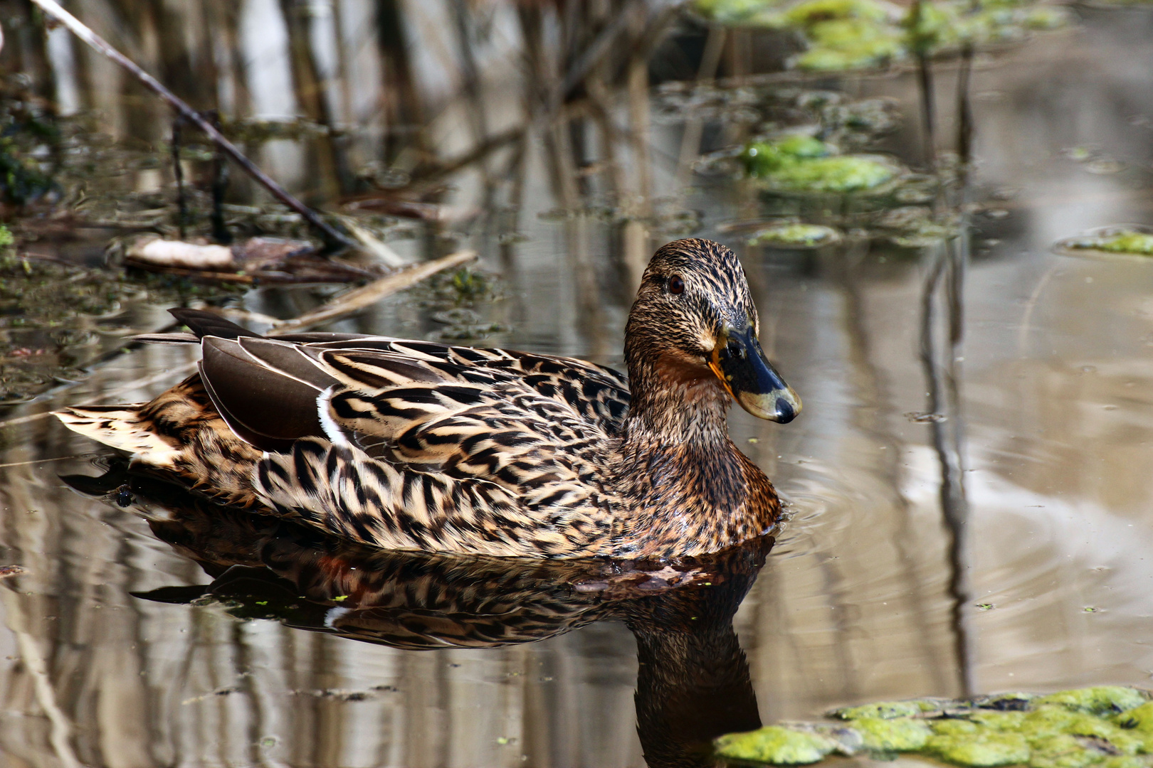 Stockente