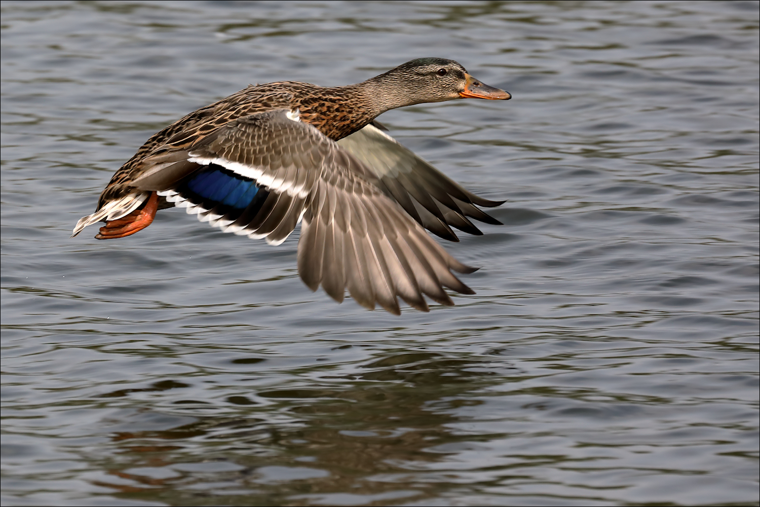Stockente Foto & Bild natur, vogel, tiere Bilder auf