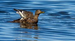 Stockente am Chiemsee