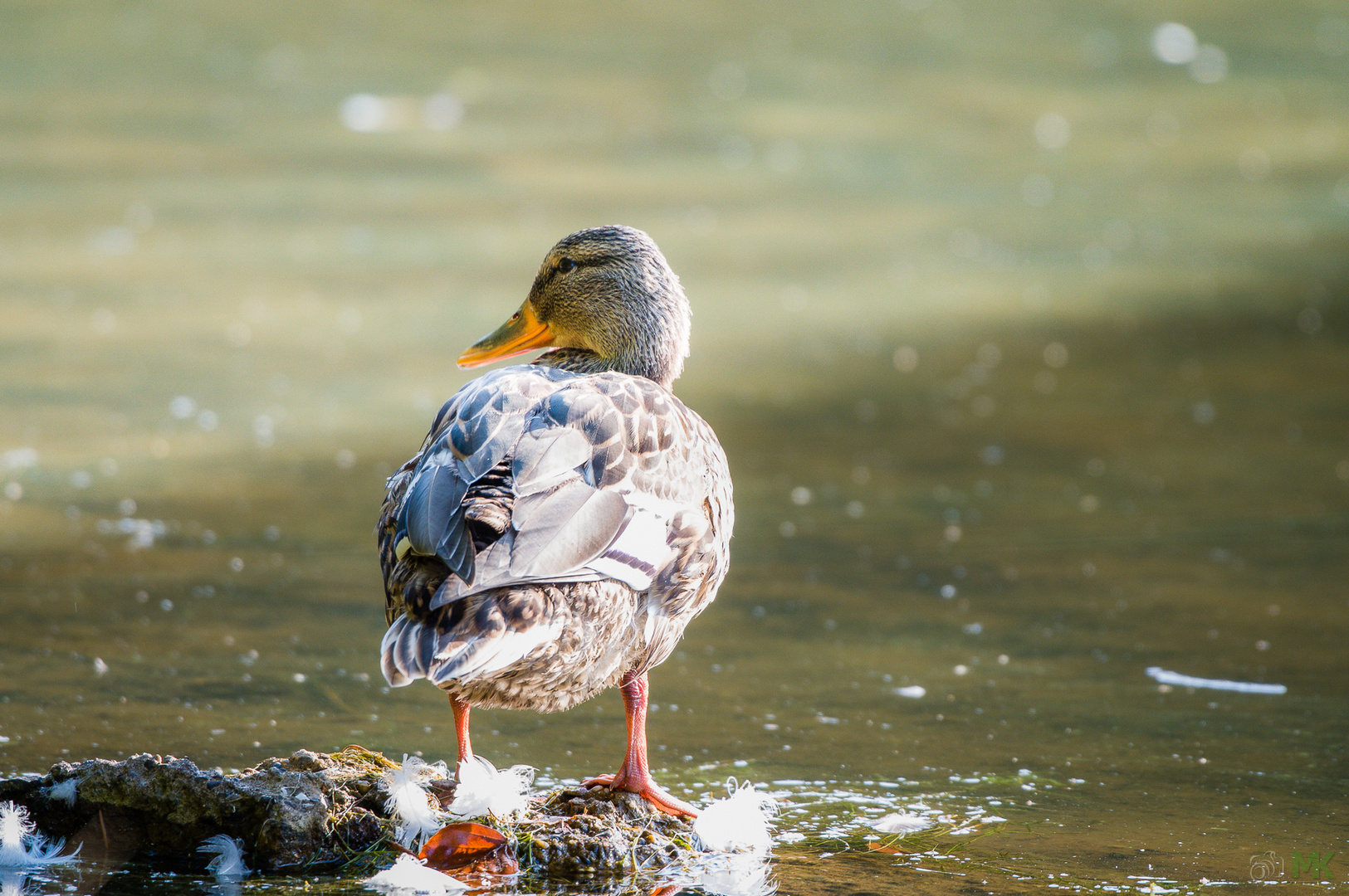 Stockente am Eiswoog bei Ramsen