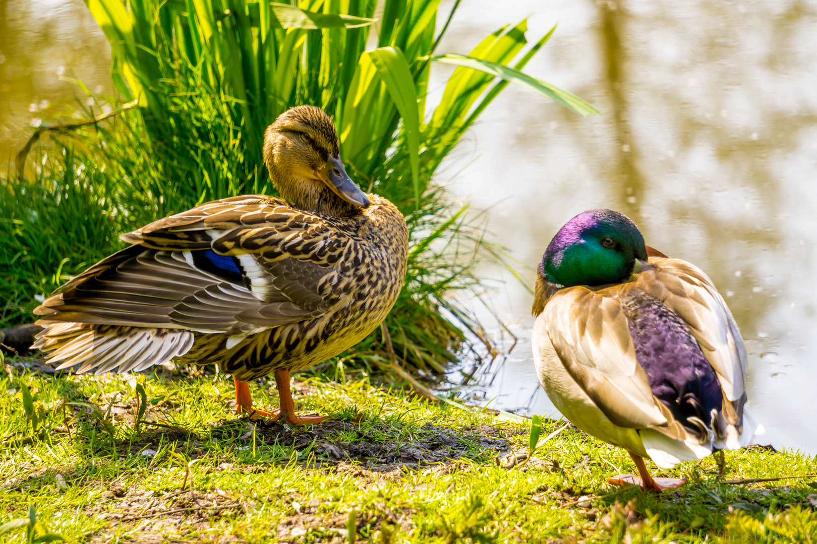 Stockente am Ententeich in Lünen