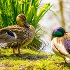 Stockente am Ententeich in Lünen