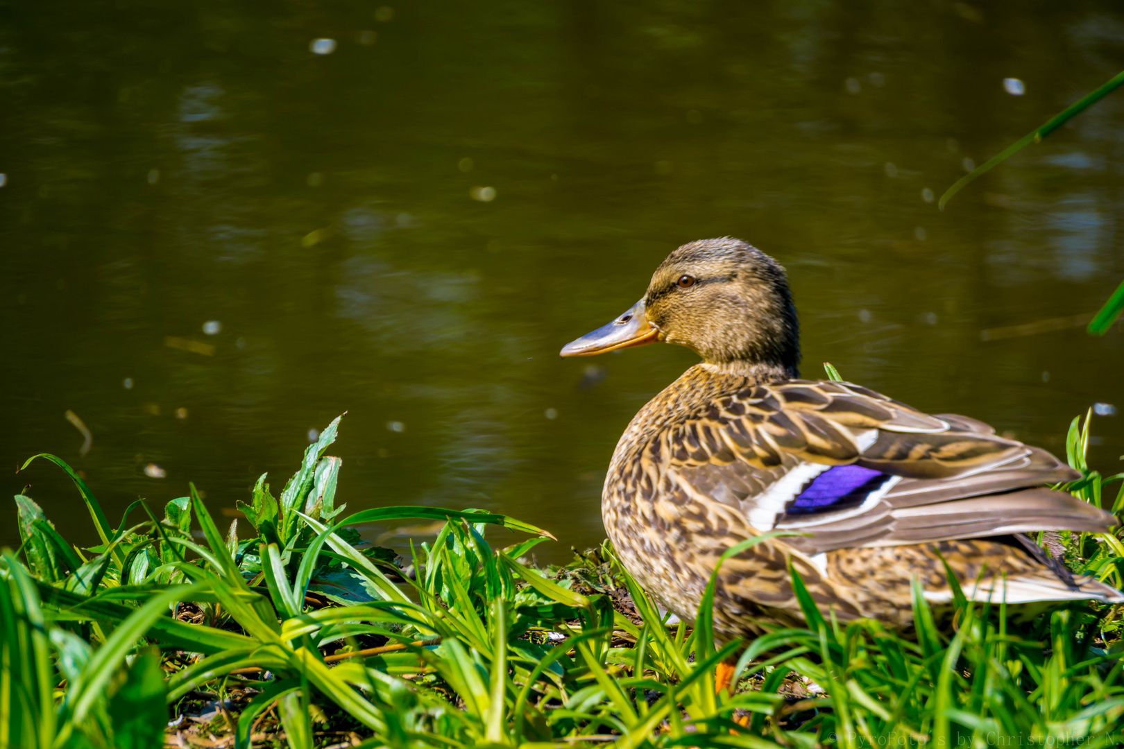 Stockente am Ententeich in Lünen