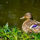 Stockente am Ententeich in Lünen