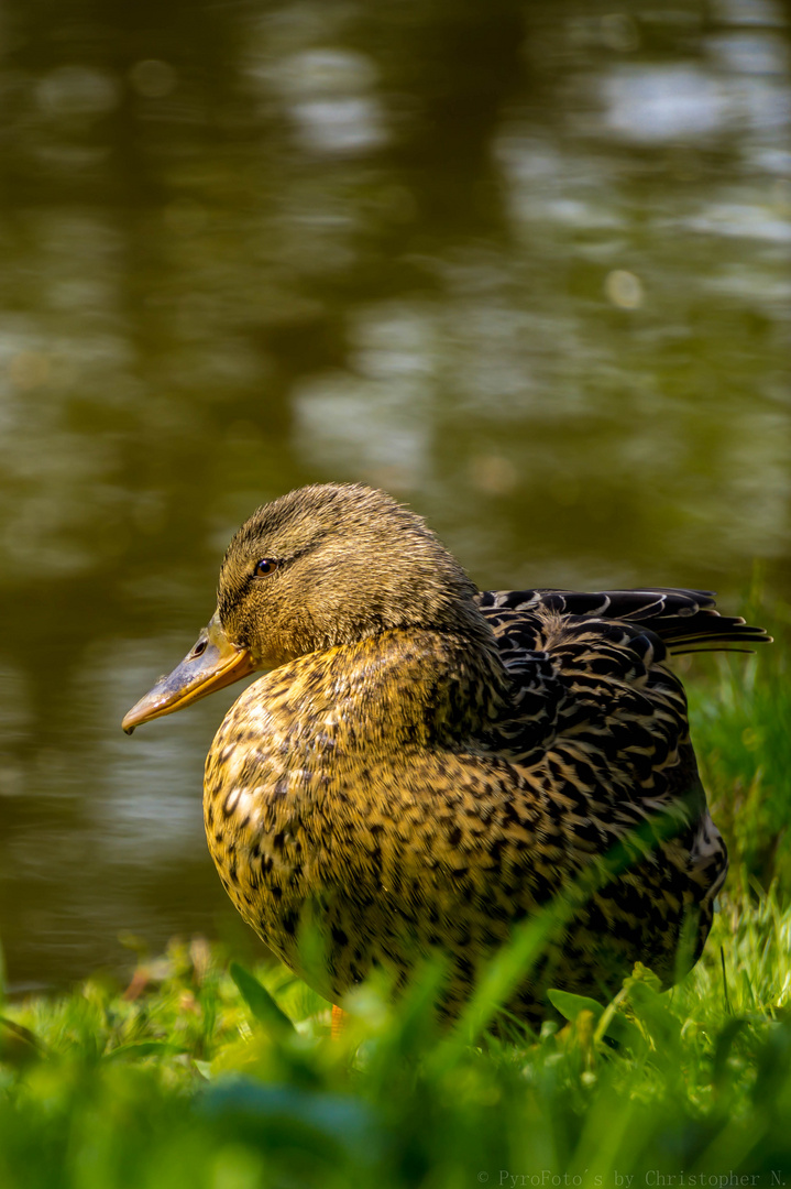 Stockente am Ententeich in Lünen