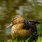 Stockente am Ententeich in Lünen