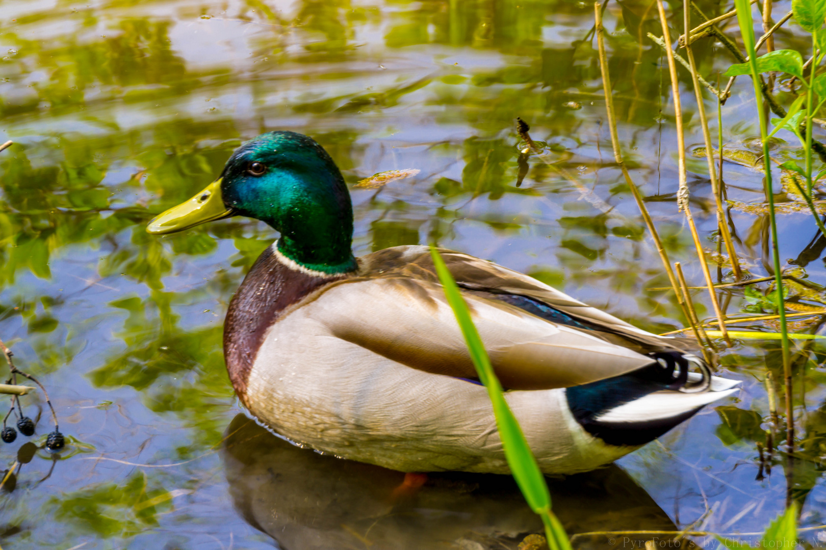 Stockente am Ententeich in Lünen