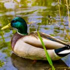 Stockente am Ententeich in Lünen