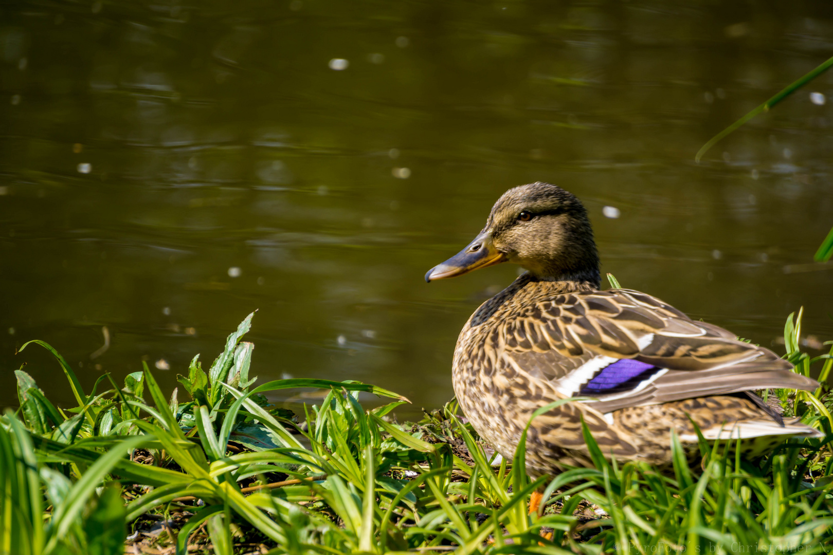 Stockente am Ententeich in Lünen