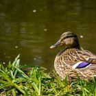 Stockente am Ententeich in Lünen