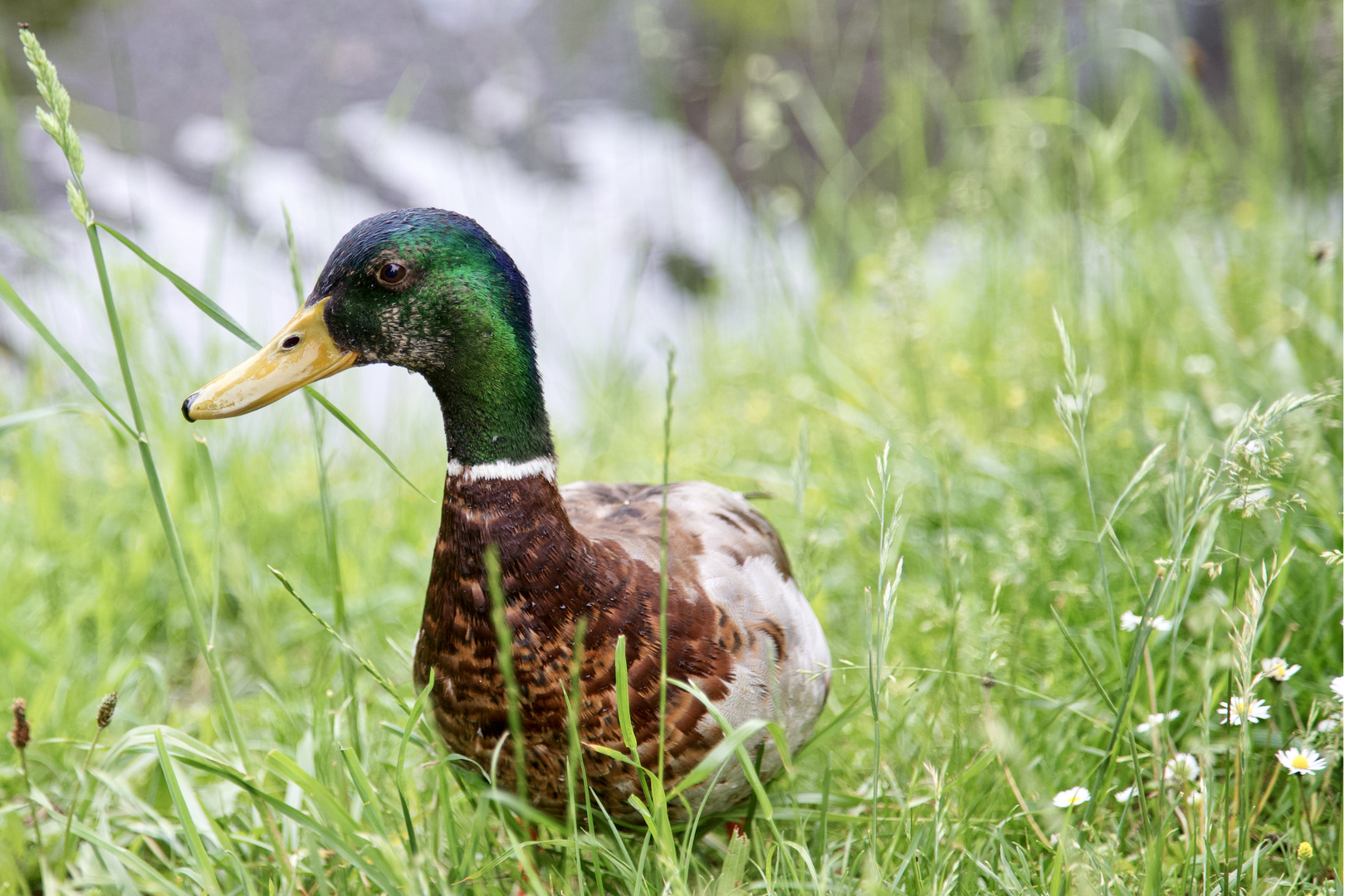 Stockente am Lechenicher Stadtpark