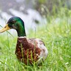 Stockente am Lechenicher Stadtpark