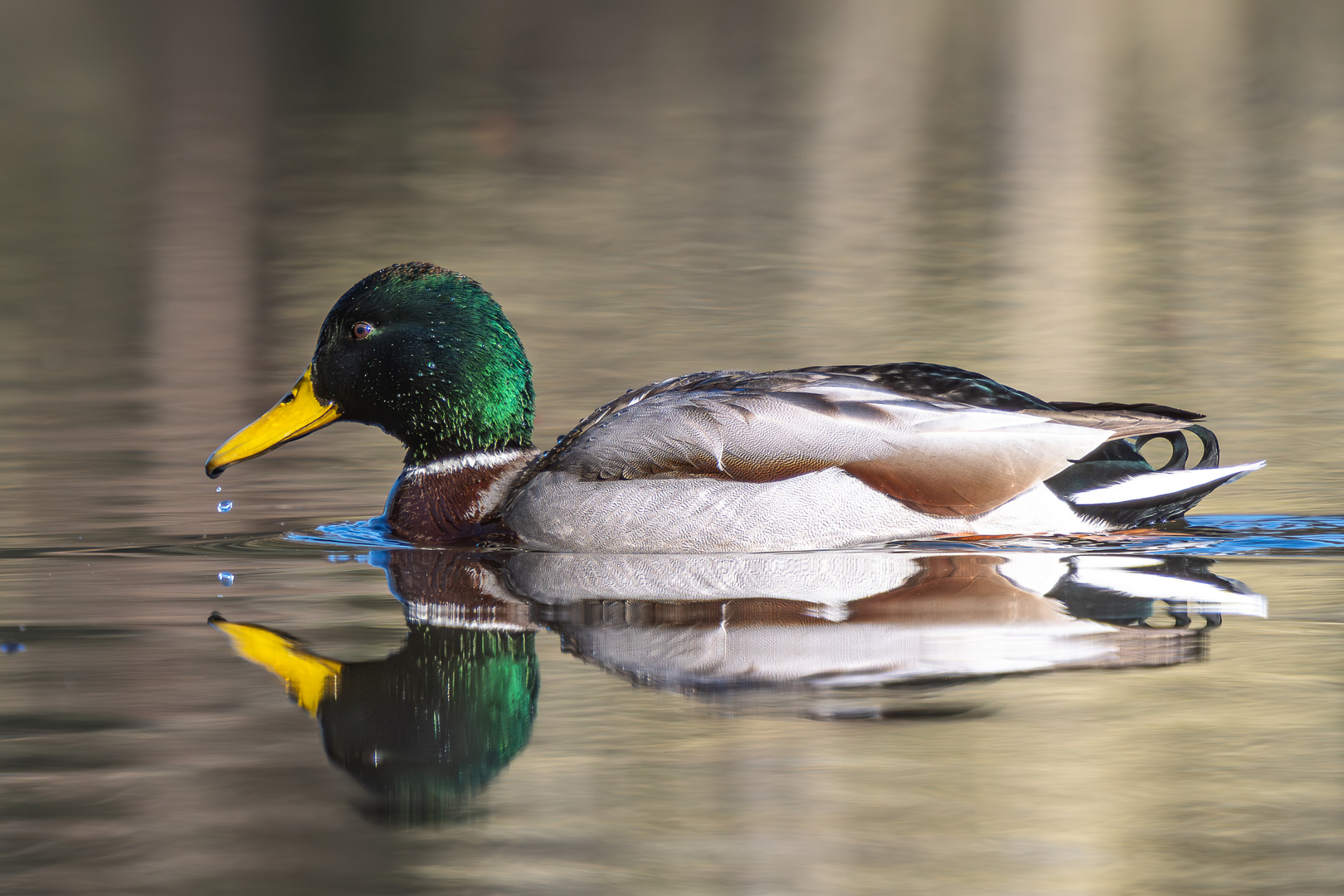 Stockente am Morgen