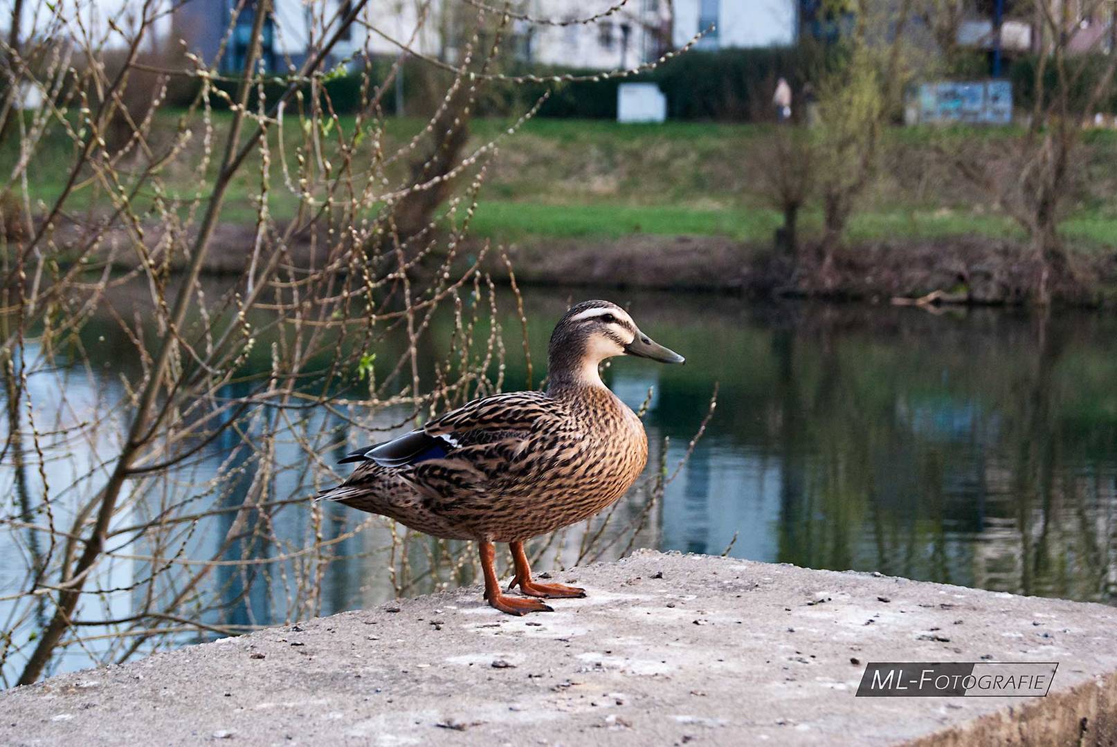 Stockente am Neckar