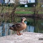 Stockente am Neckar