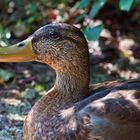 Stockente am Pielitzer Steinbruch bei Bautzen