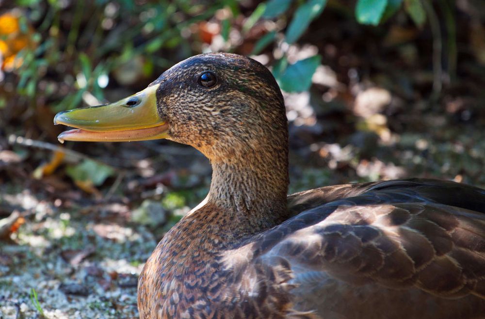 Stockente am Pielitzer Steinbruch bei Bautzen