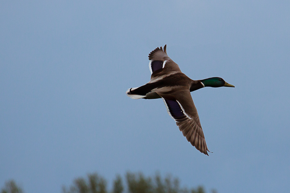 Stockente am Reinheimer Teich