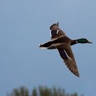 Stockente am Reinheimer Teich