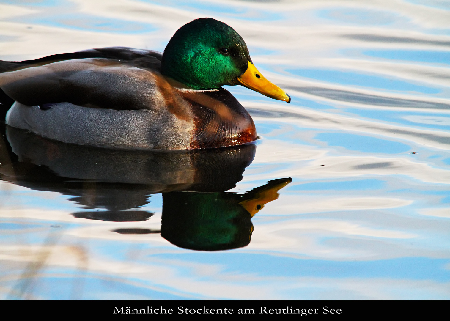 Stockente am Reutlinger See