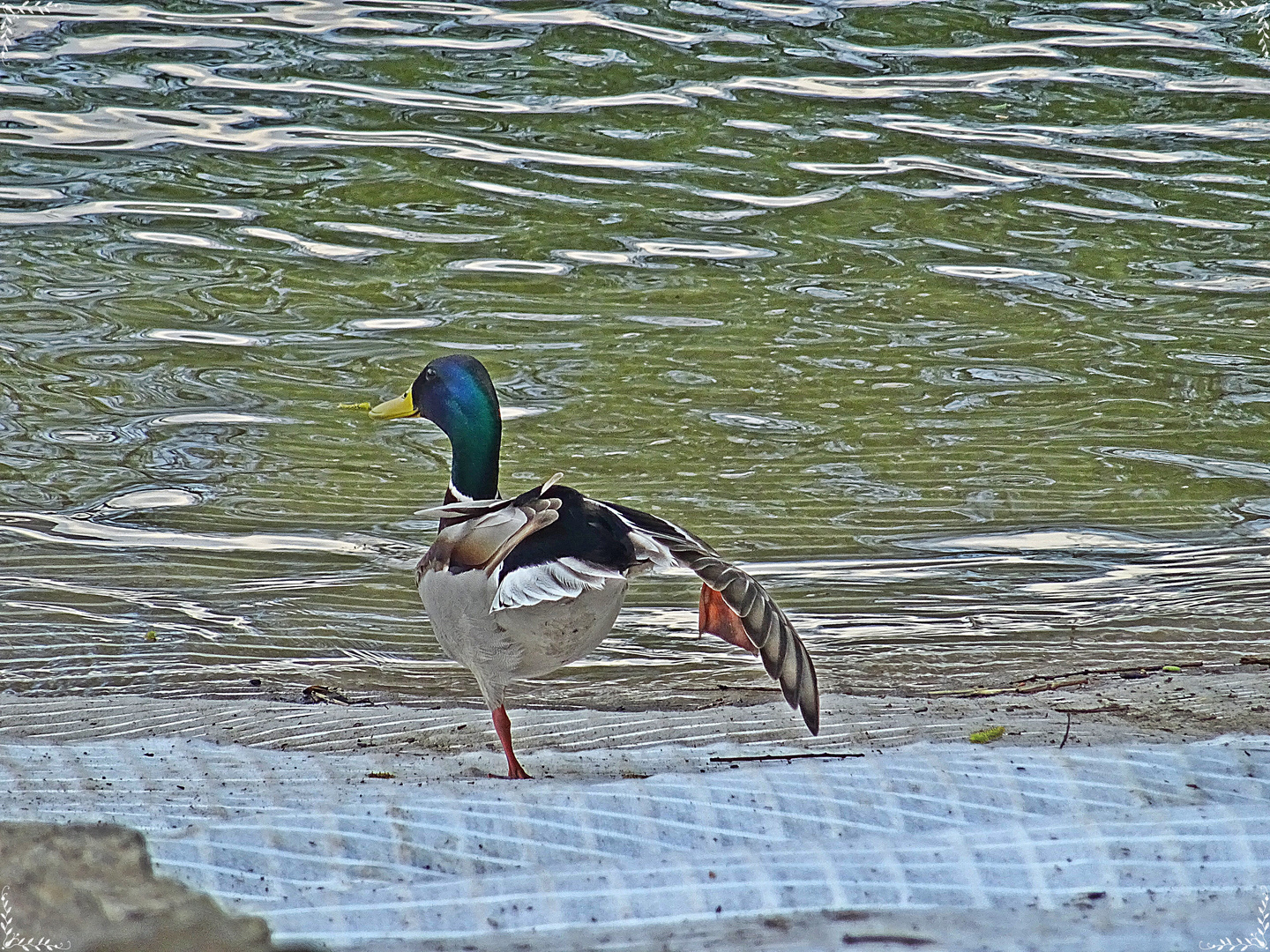 Stockente am Rheinufer