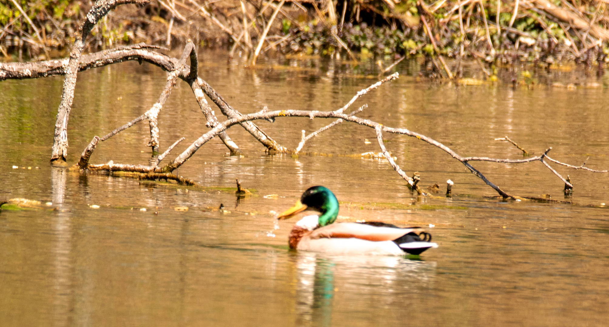 Stockente am See