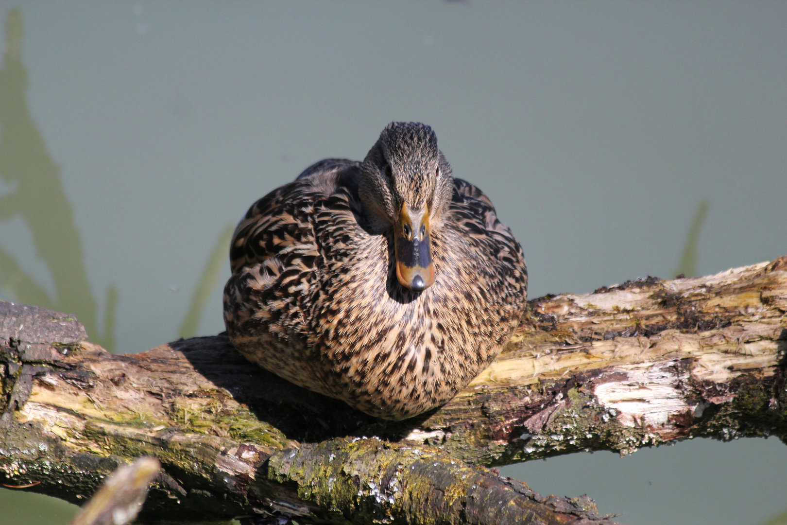 Stockente am sonnen