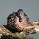 Stockente am sonnen